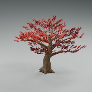 Érable rouge