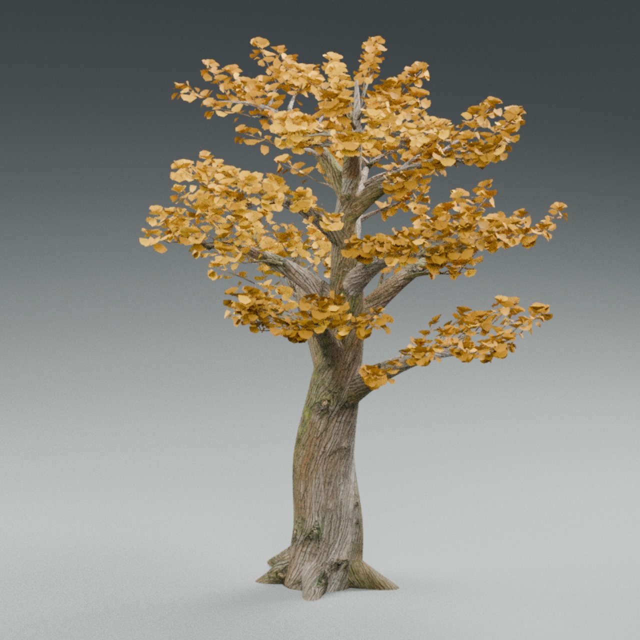 Ginkgo Tree full model preview