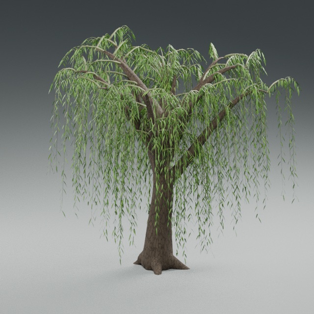 Weeping Willow actual 3D model render